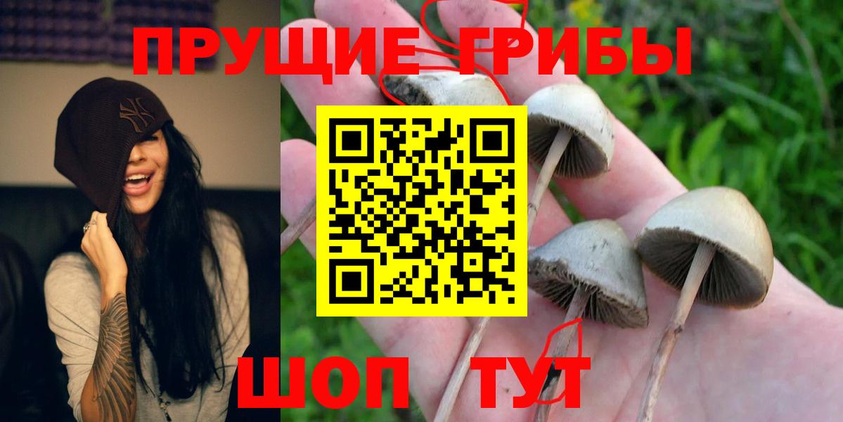Псилоцибиновые грибы Psilocybine cubensis Тулун